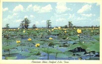 Reelfoot Lake, razglednica u Tennesseeju
