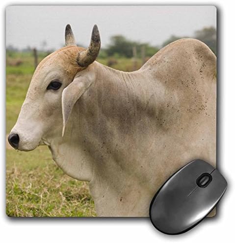 3Drose Ekvador salitre mliječne farme životinja Zebu SA07 Ven0018 Victor Englebert Mouse Pad